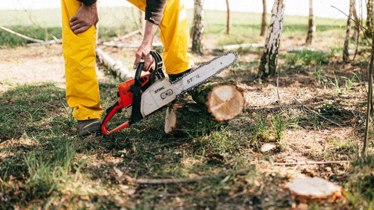 Best Residential Tree Removal  in Boynton Beach, FL